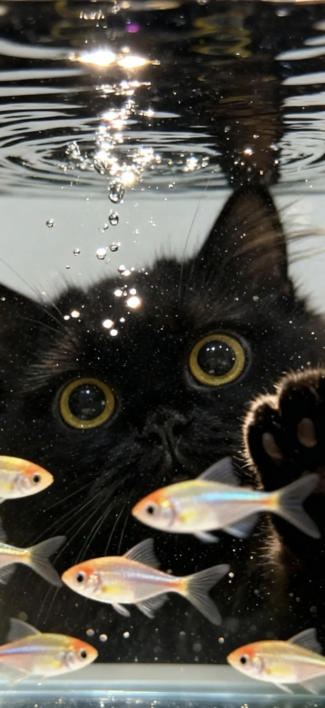 ins风小众氛围感壁纸分享🐱