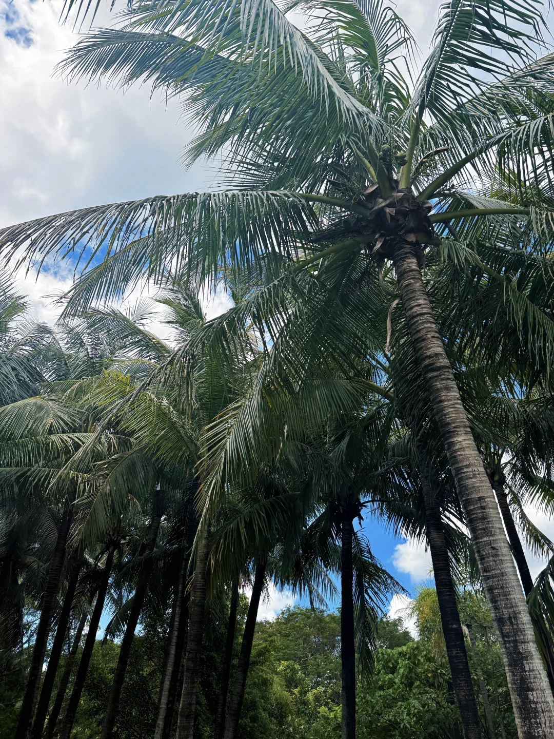 又淘到绝世美裙咯！！🧚‍♀️