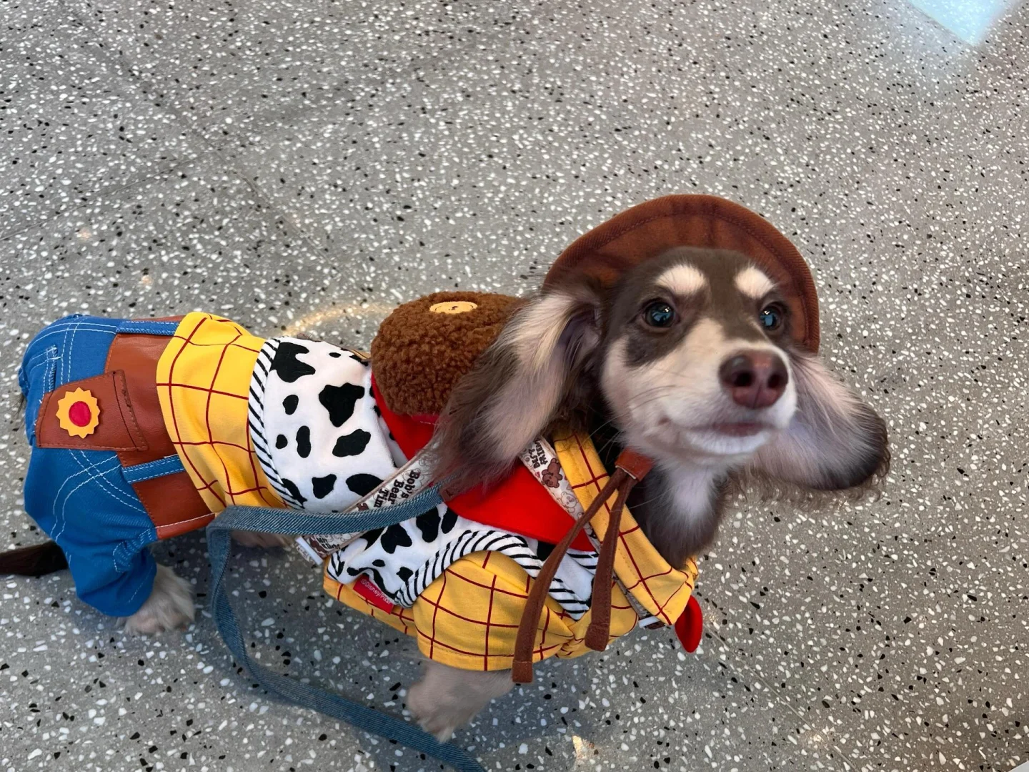 𝐒𝐡𝐚𝐫𝐞｜腊肠狗iPad壁纸