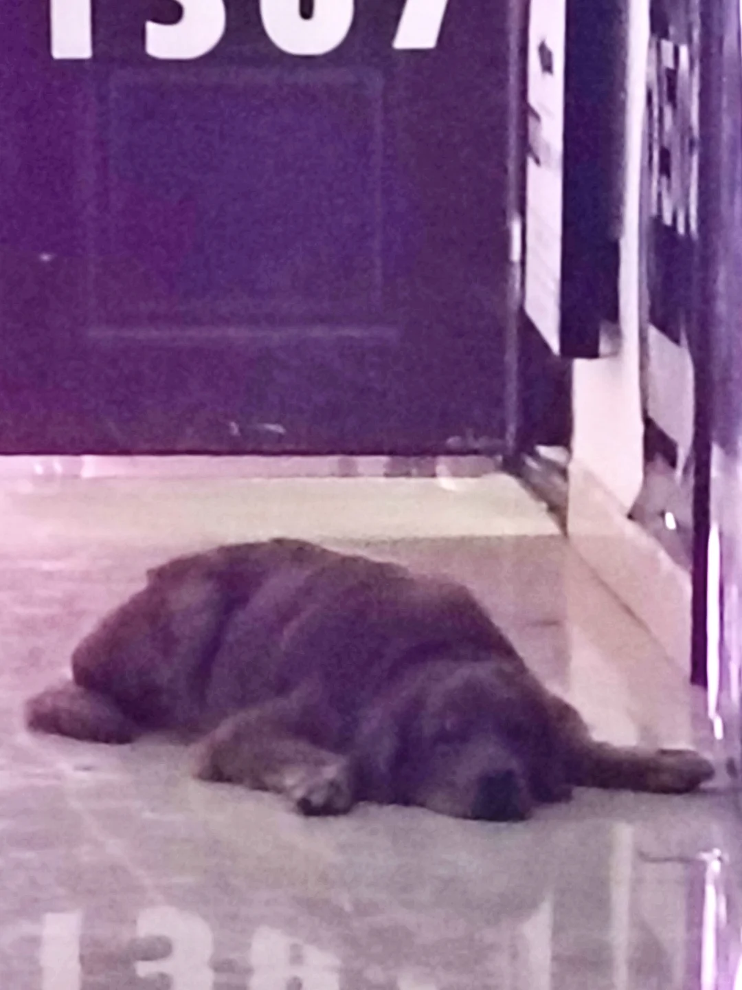 金毛这个品种都是小天使吗？