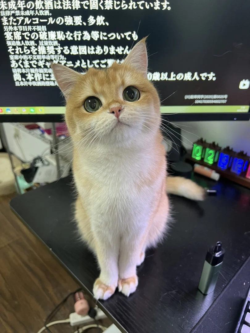 找女朋友找女朋友！