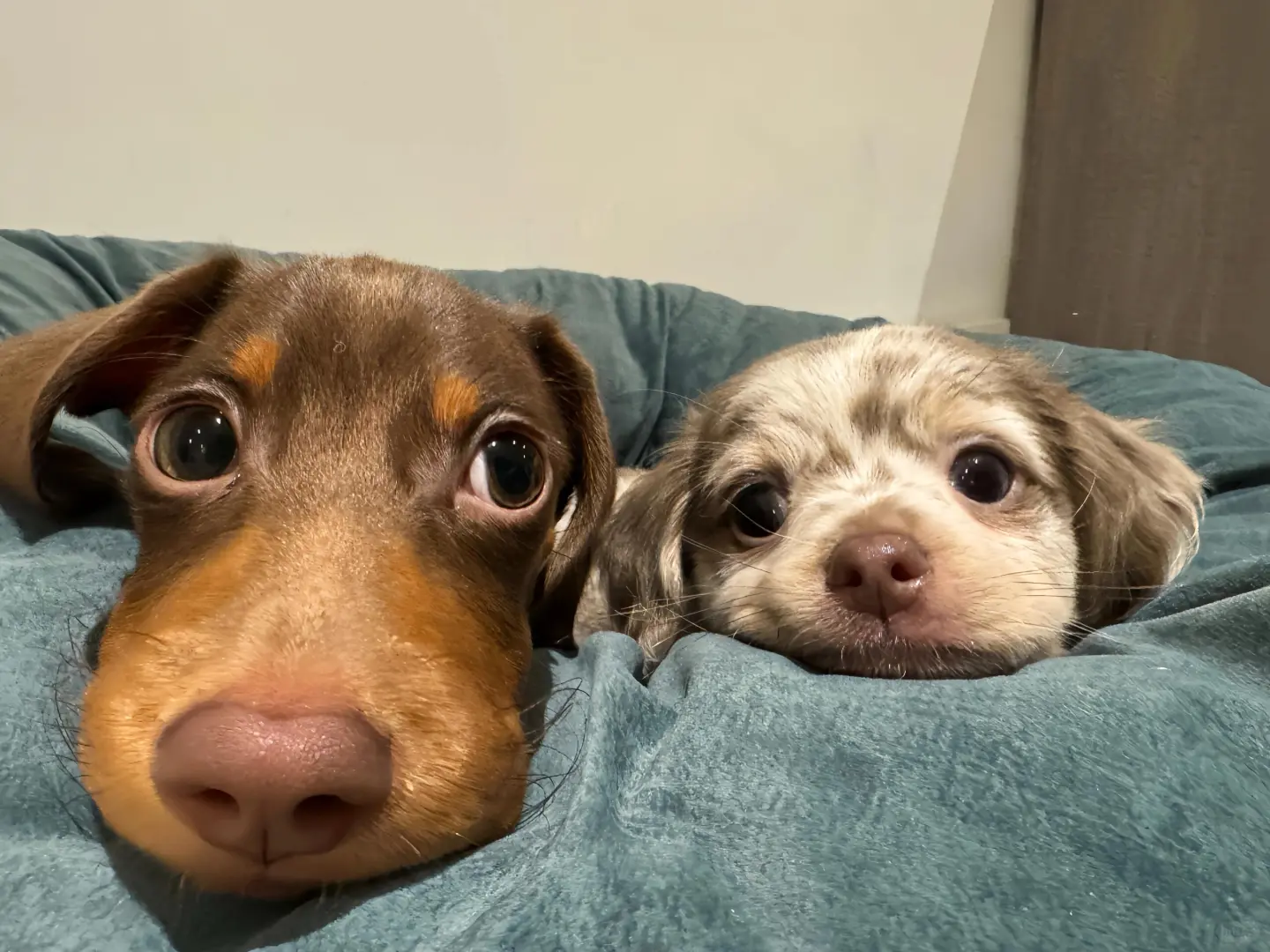 iPad壁纸｜每一张都很爱