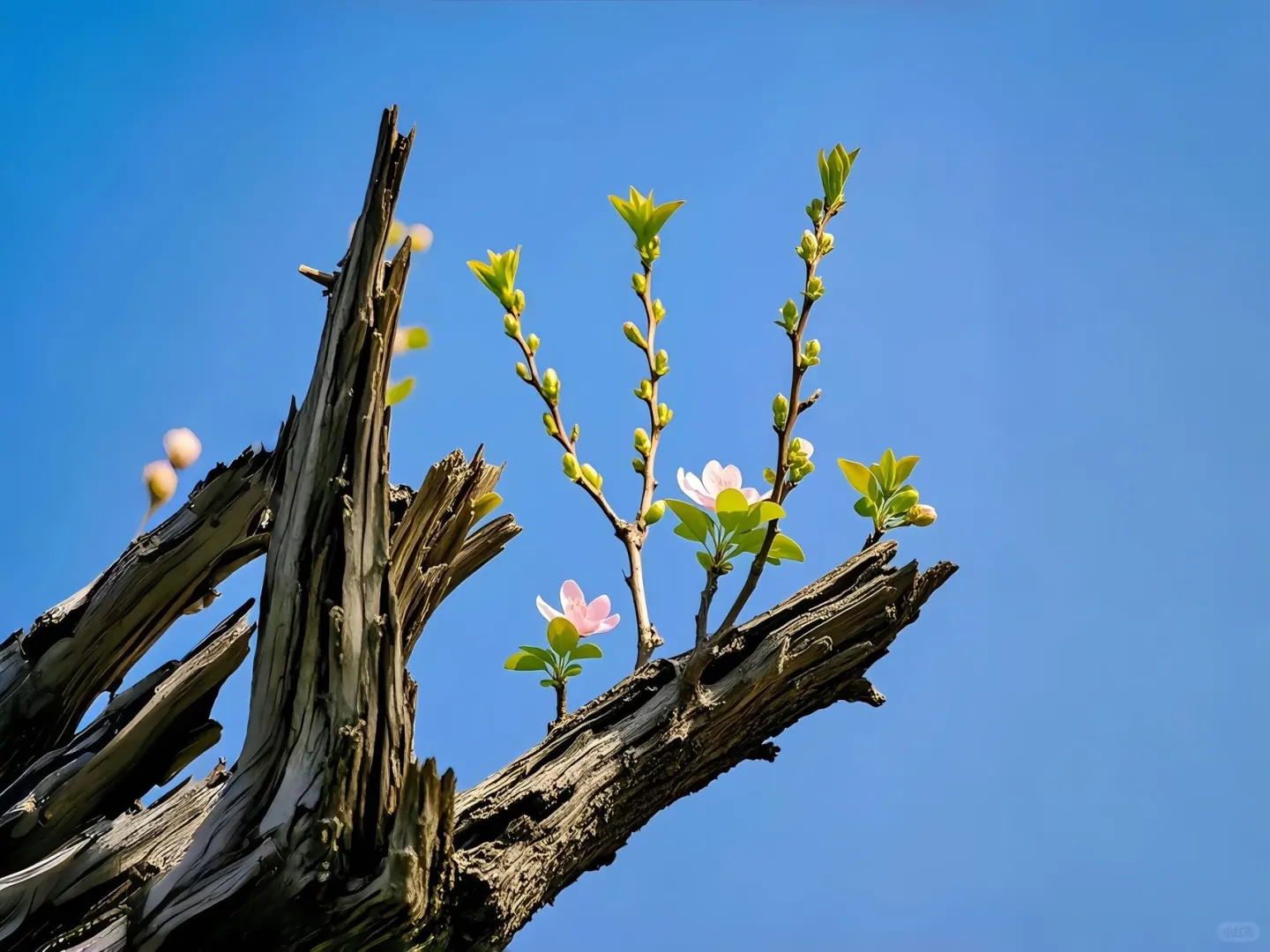 💚𝙎𝙝𝙖𝙧𝙚 ｜iPad壁纸