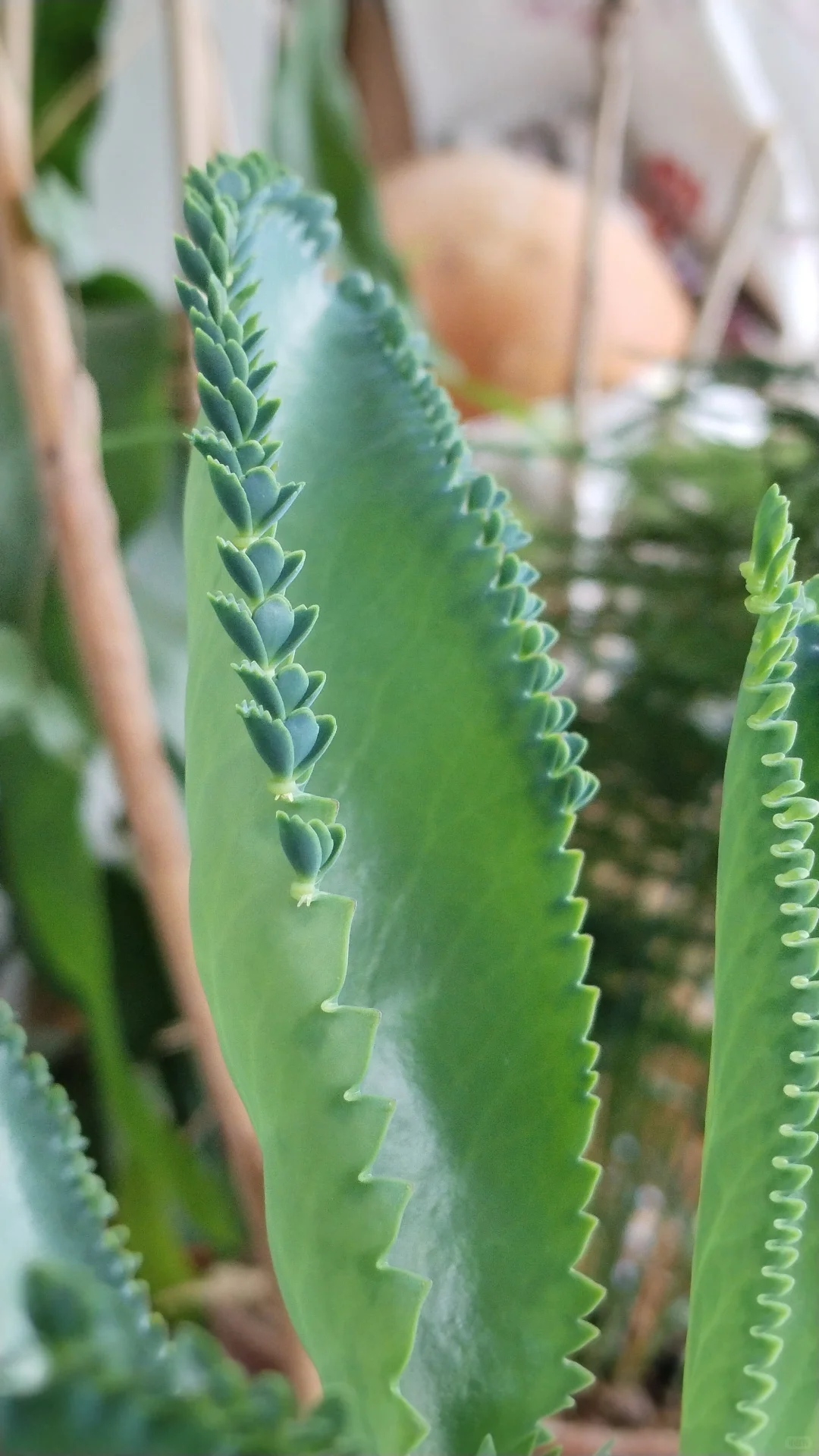 蕾丝公主的花边