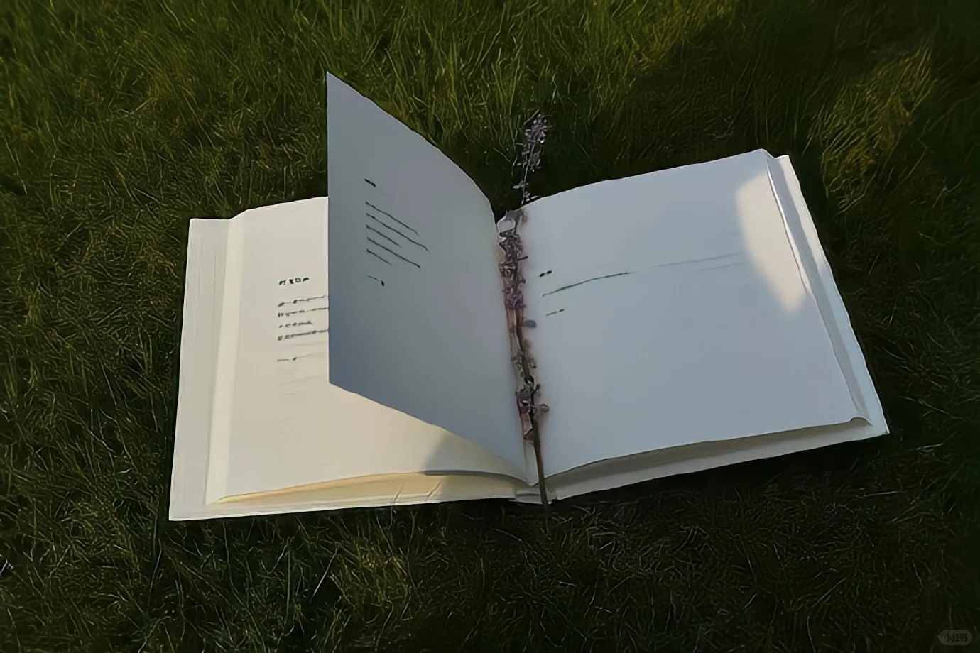 新的iPad电脑壁纸！