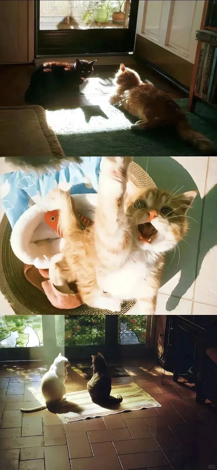 ins风小众氛围感壁纸分享🐱