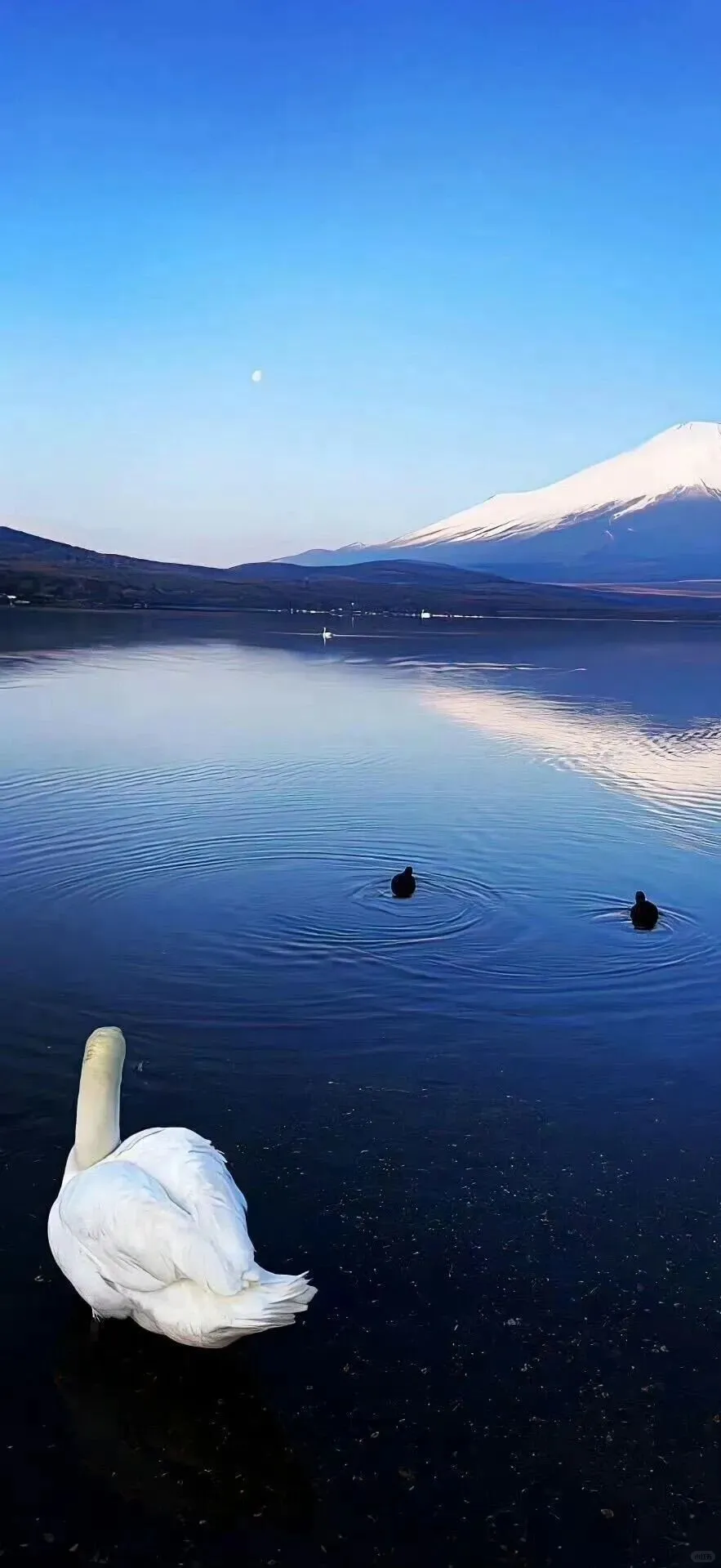 𝐒𝐡𝐚𝐫𝐞 | ins风全屏壁纸