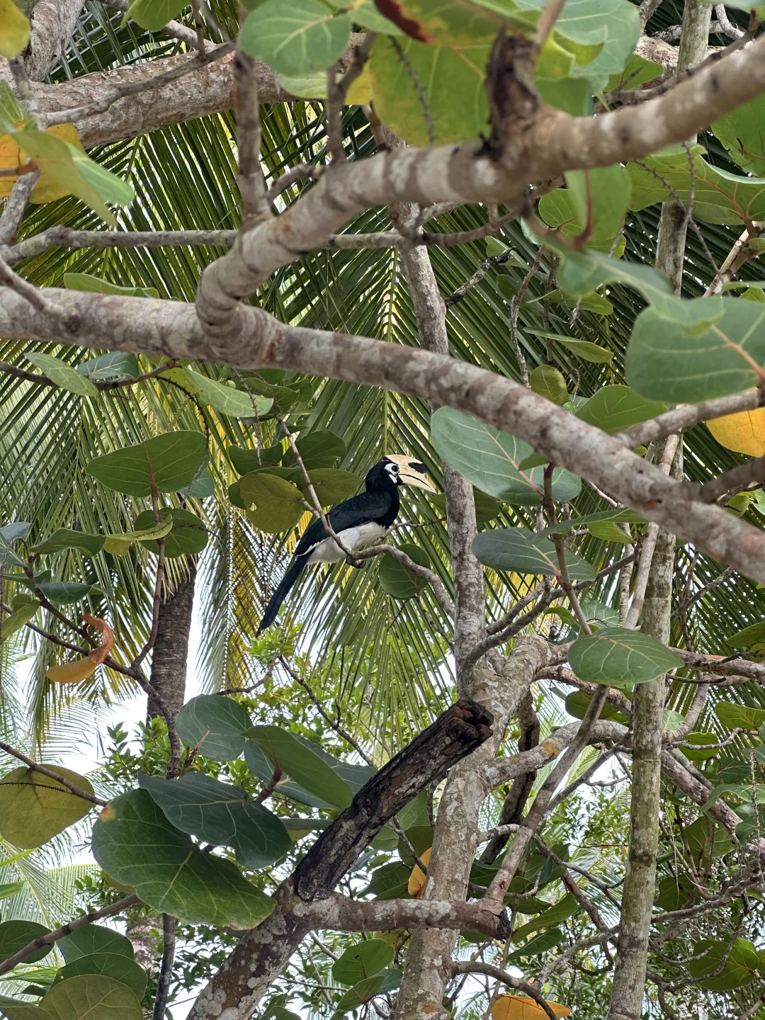 谁到海边穿衬衫啊 反正到最后都要tuo了