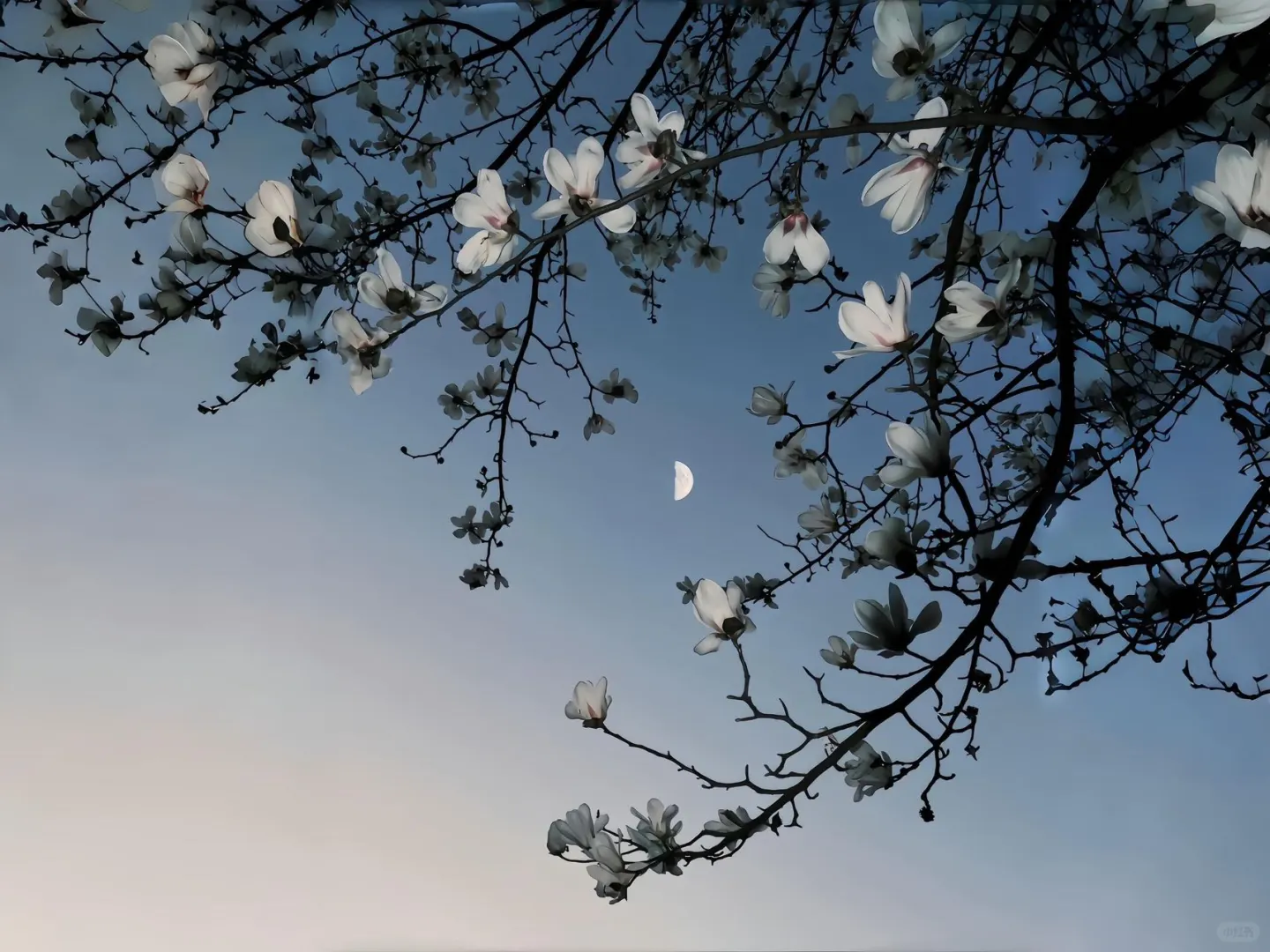 💚𝙎𝙝𝙖𝙧𝙚 ｜iPad壁纸