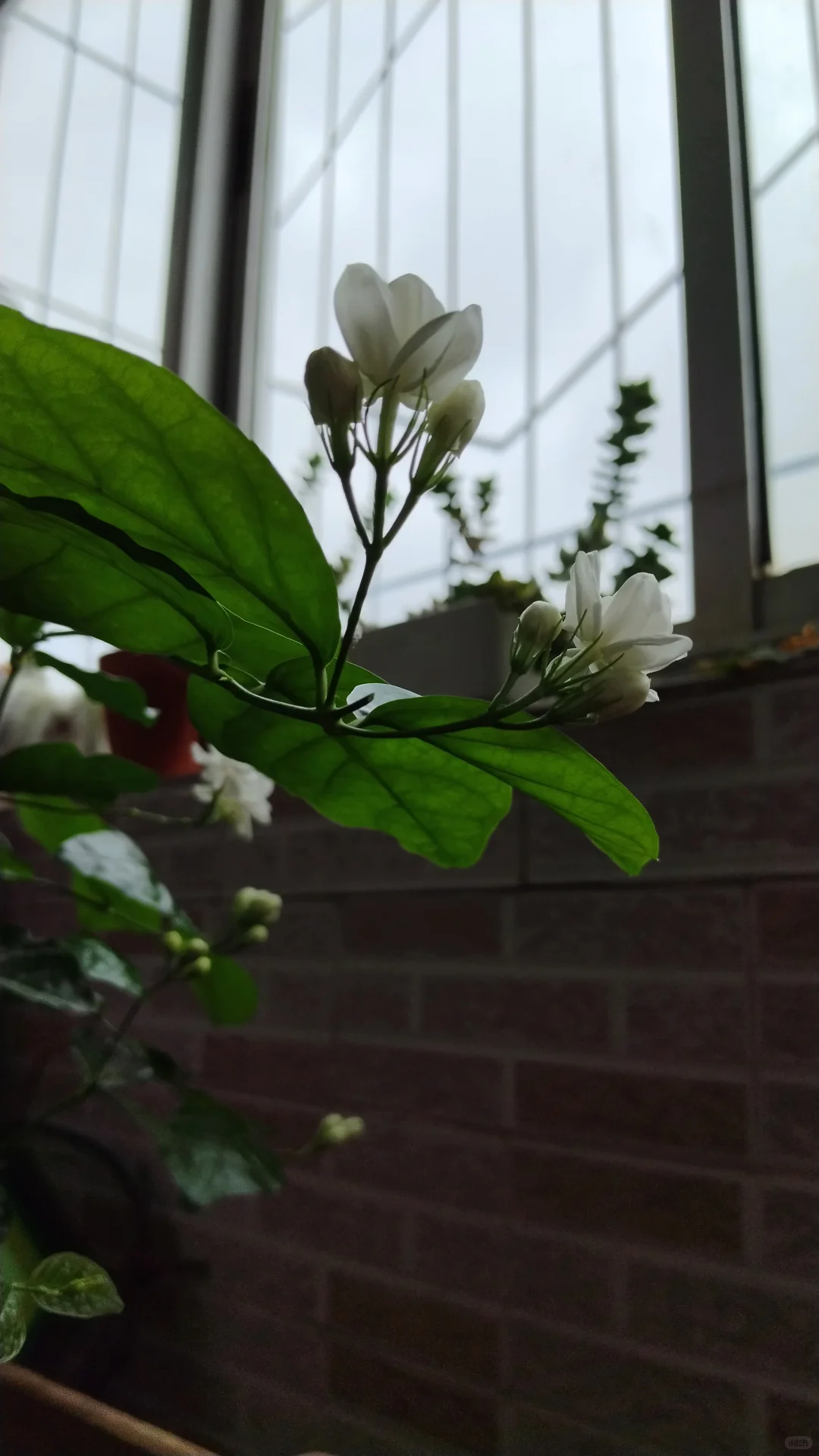 蕾丝公主的花边