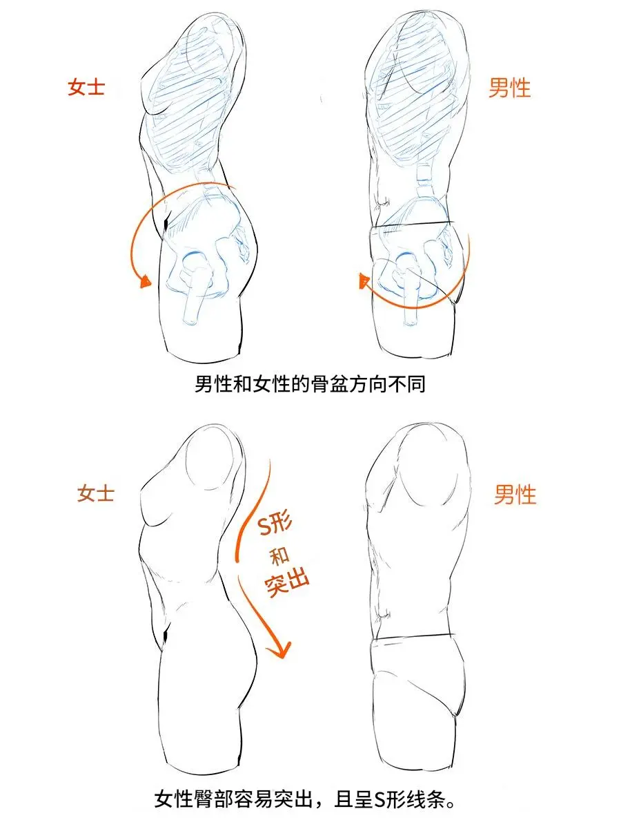 告别假臀：男女躯干S线画法