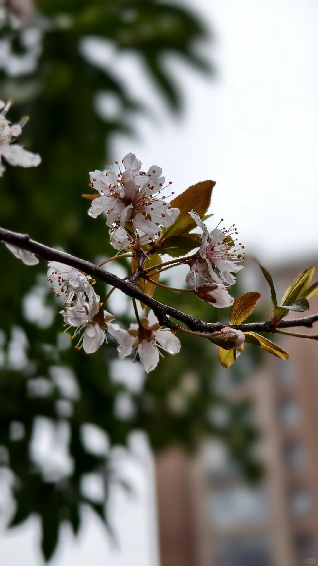 难怪要用梨花带雨来形容女孩柔美娇弱