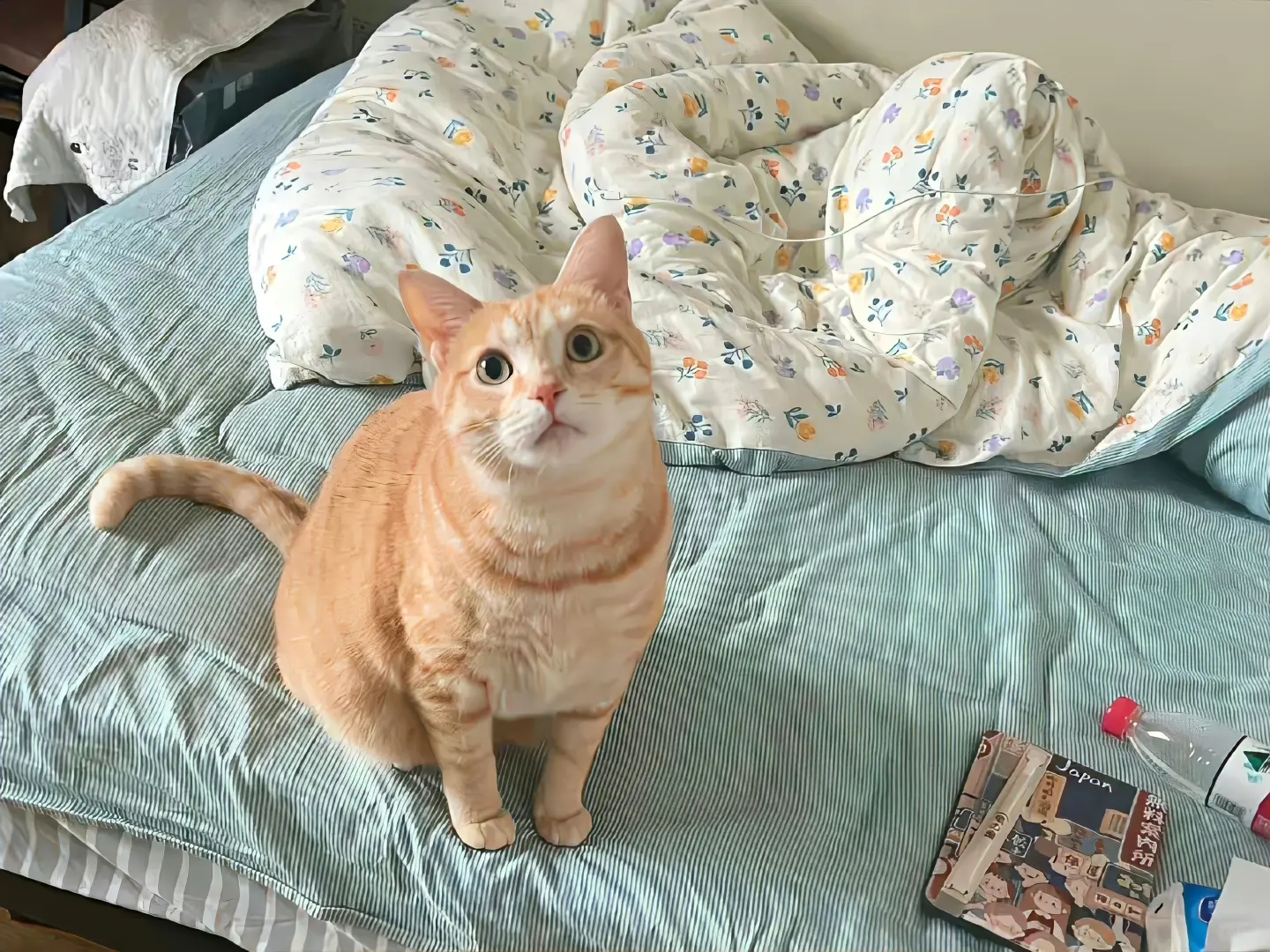 iPad壁纸｜每一张都很爱