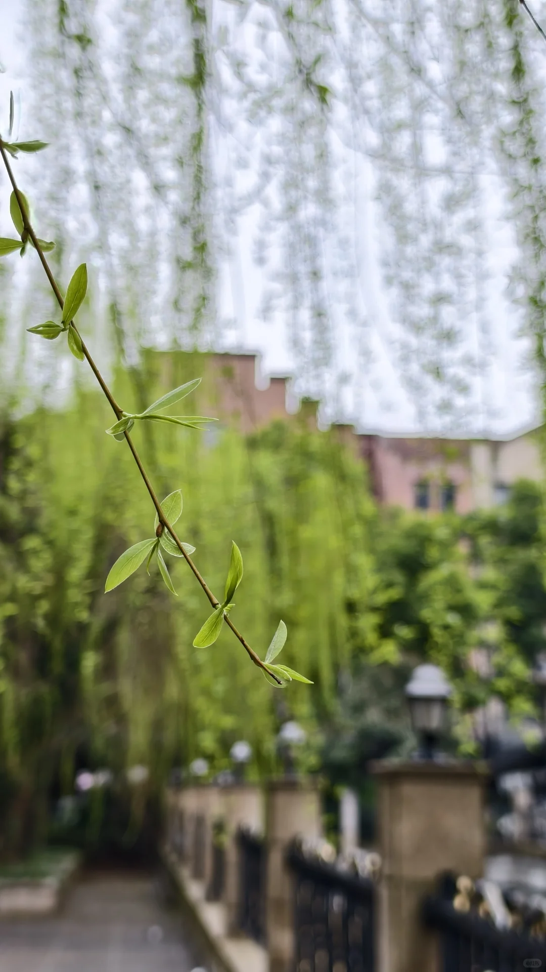 难怪要用梨花带雨来形容女孩柔美娇弱