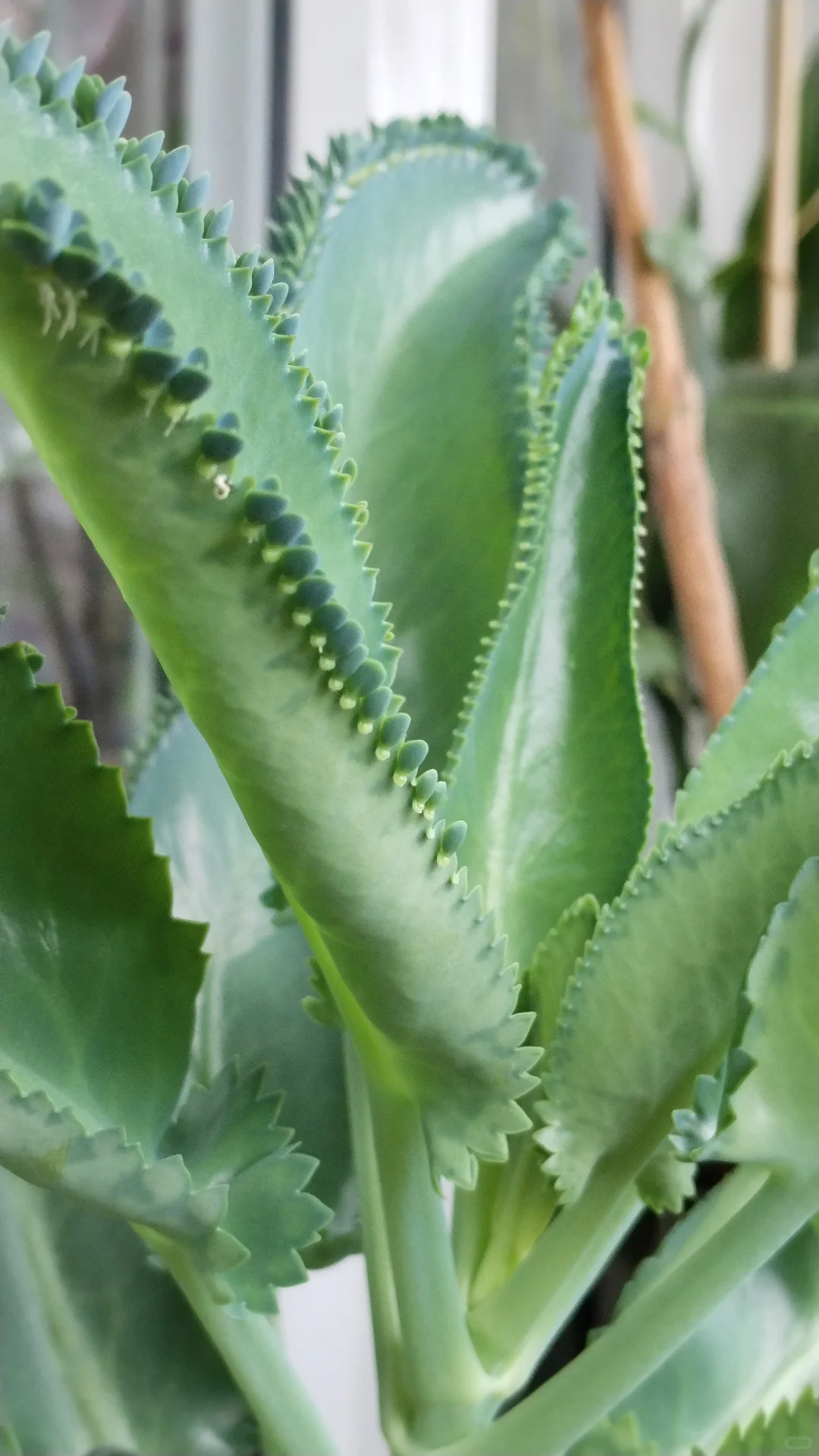 蕾丝公主的花边