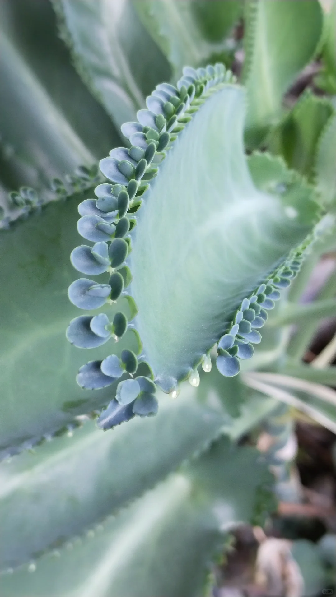 蕾丝公主的花边