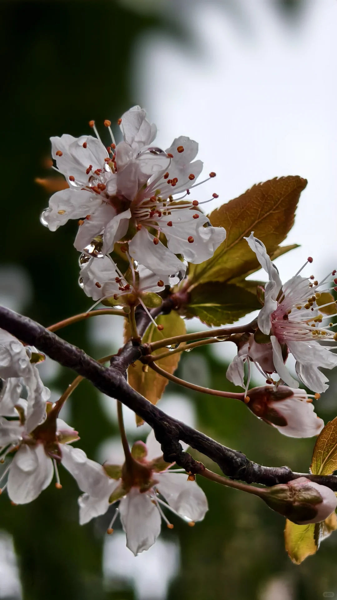 难怪要用梨花带雨来形容女孩柔美娇弱