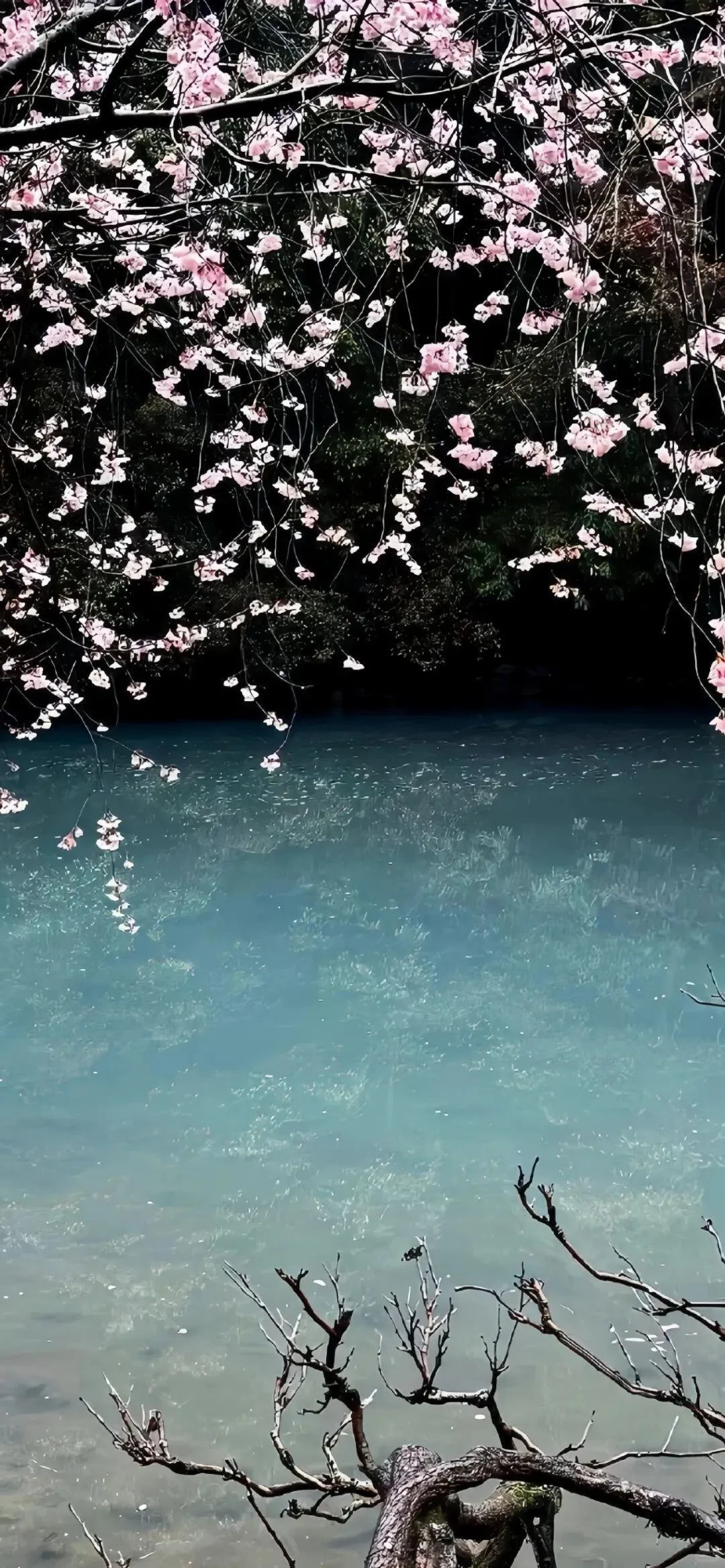 𝐒𝐡𝐚𝐫𝐞丨ins壁纸