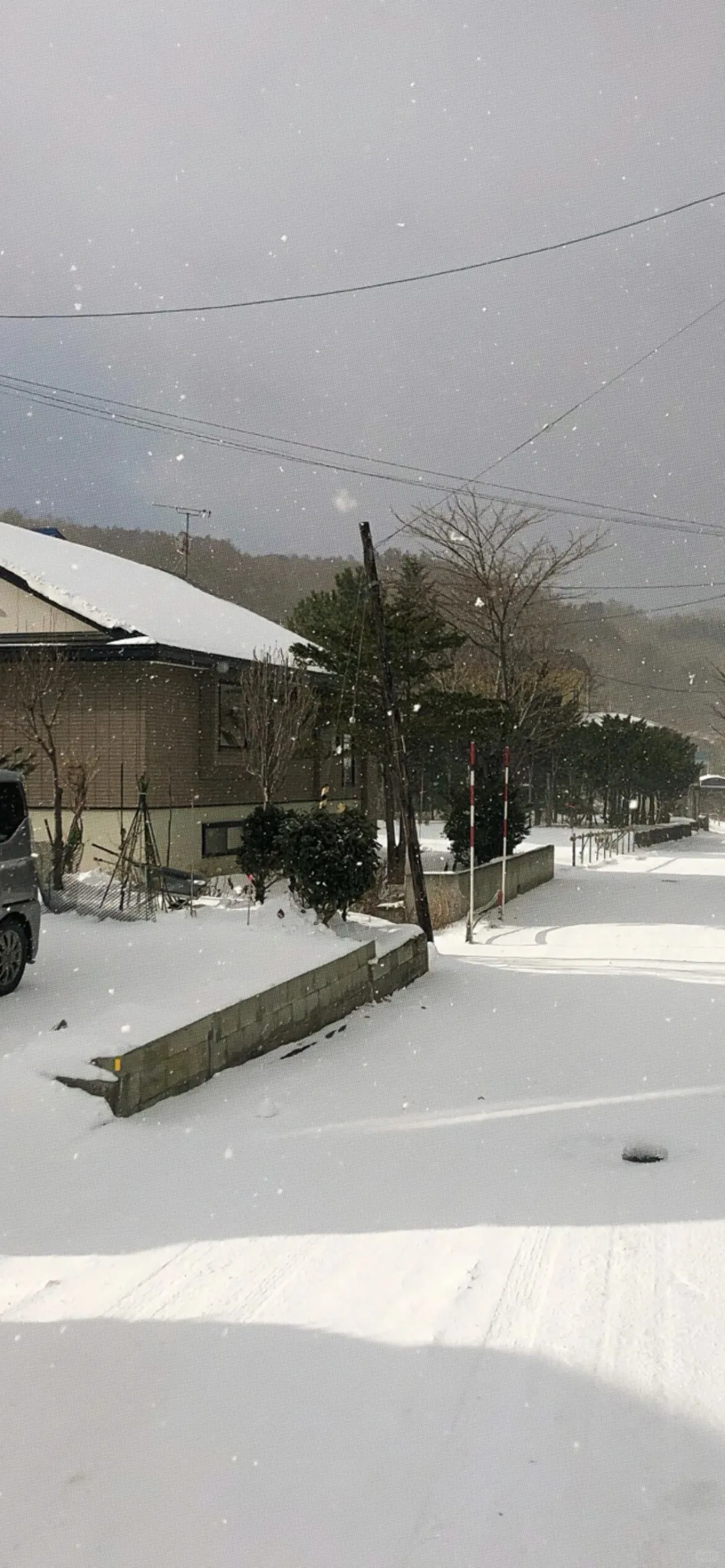 每日壁纸｜🐶🐶🐶