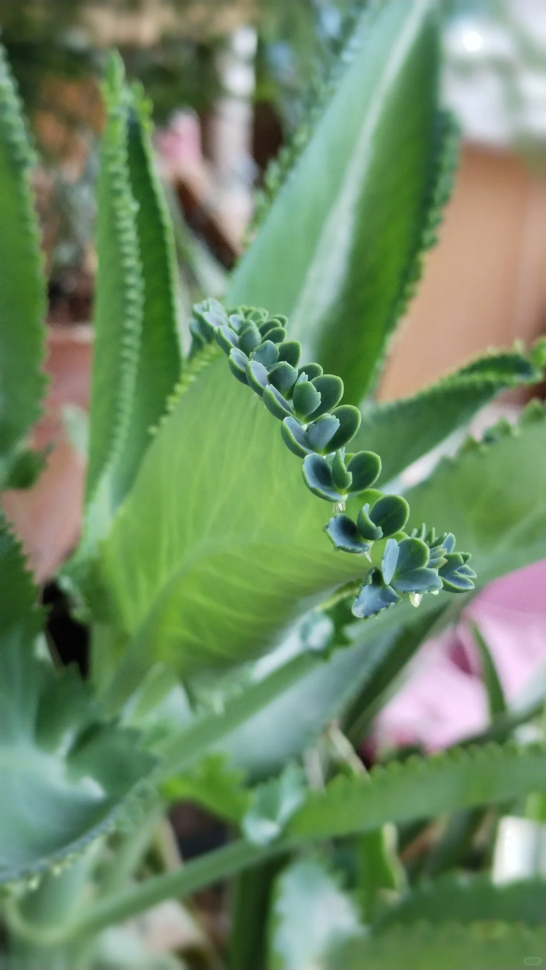 蕾丝公主的花边