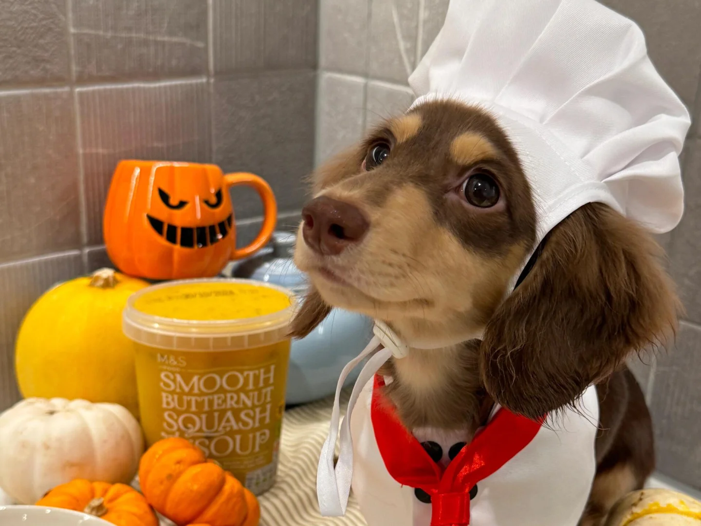 𝐒𝐡𝐚𝐫𝐞｜腊肠狗iPad壁纸