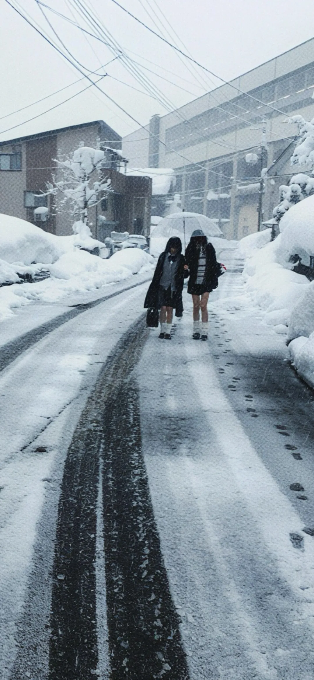 每日壁纸｜🐶🐶🐶