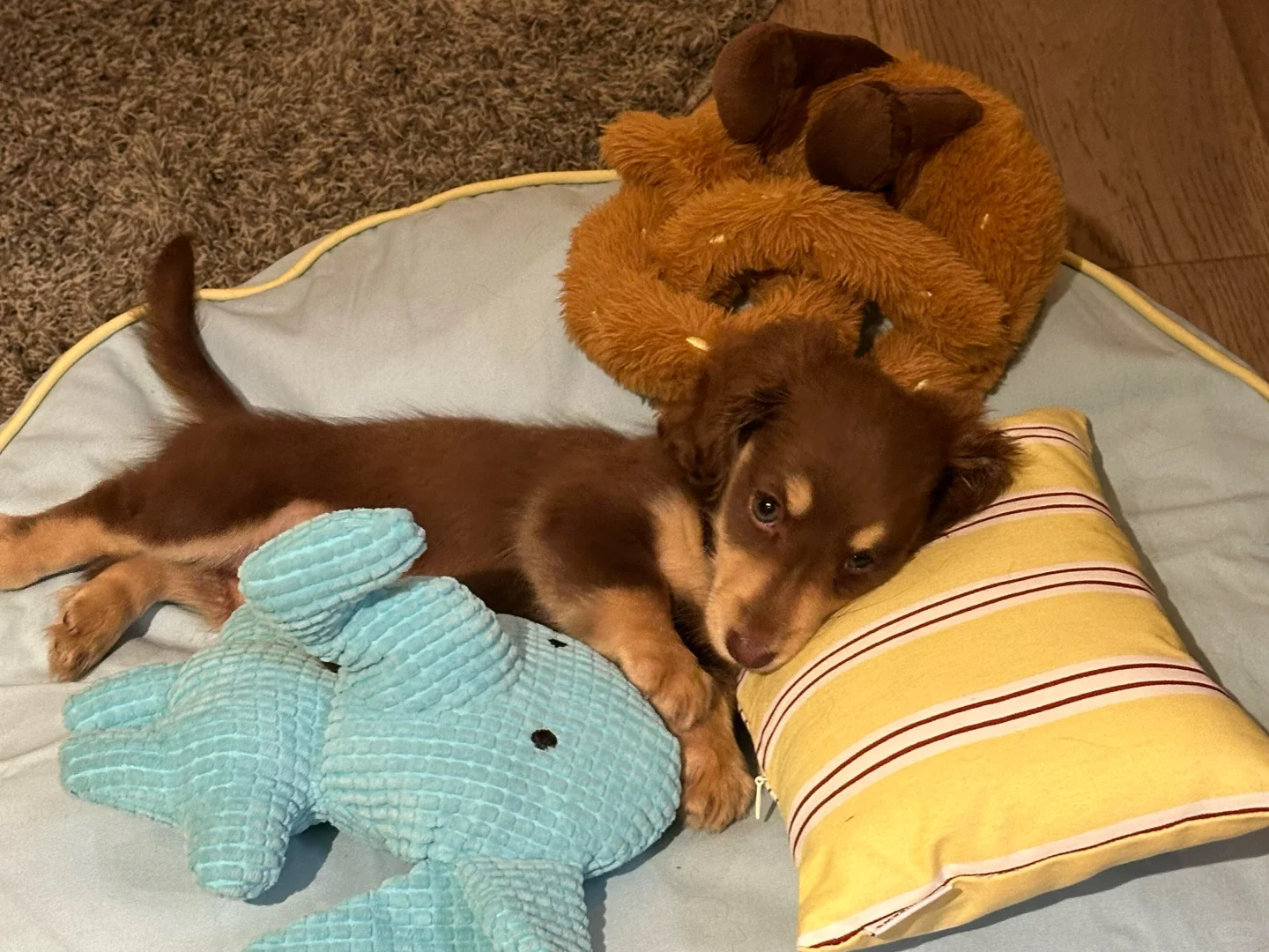 𝐒𝐡𝐚𝐫𝐞｜腊肠狗iPad壁纸