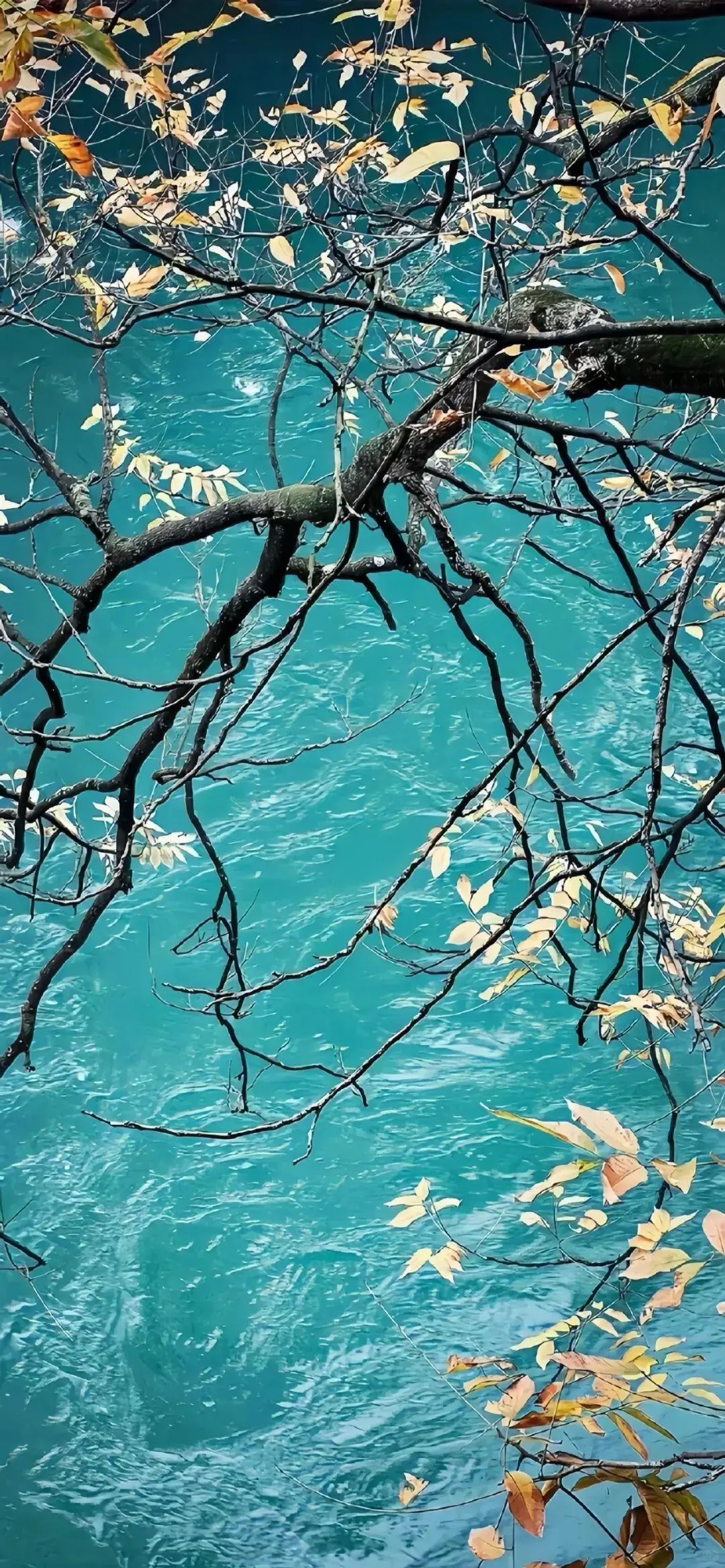 𝐒𝐡𝐚𝐫𝐞丨ins壁纸