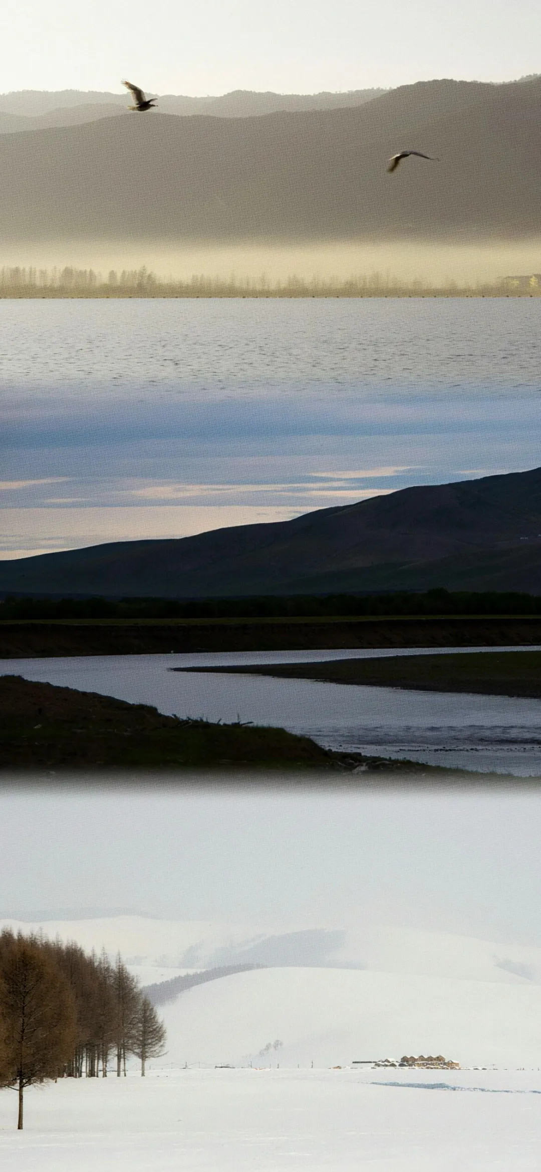 每日壁纸｜🐶🐶🐶