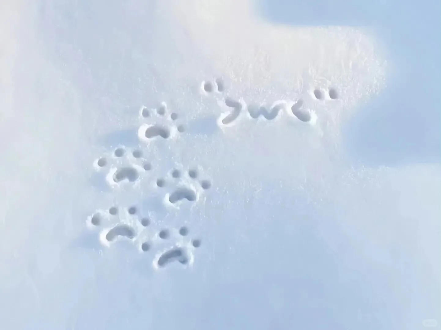 冬日治愈ipad壁纸