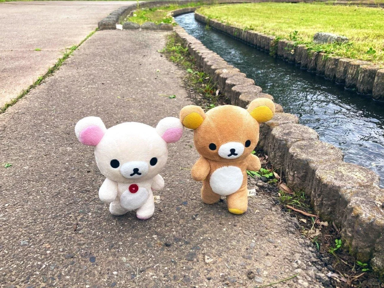 iPad壁纸｜轻松熊