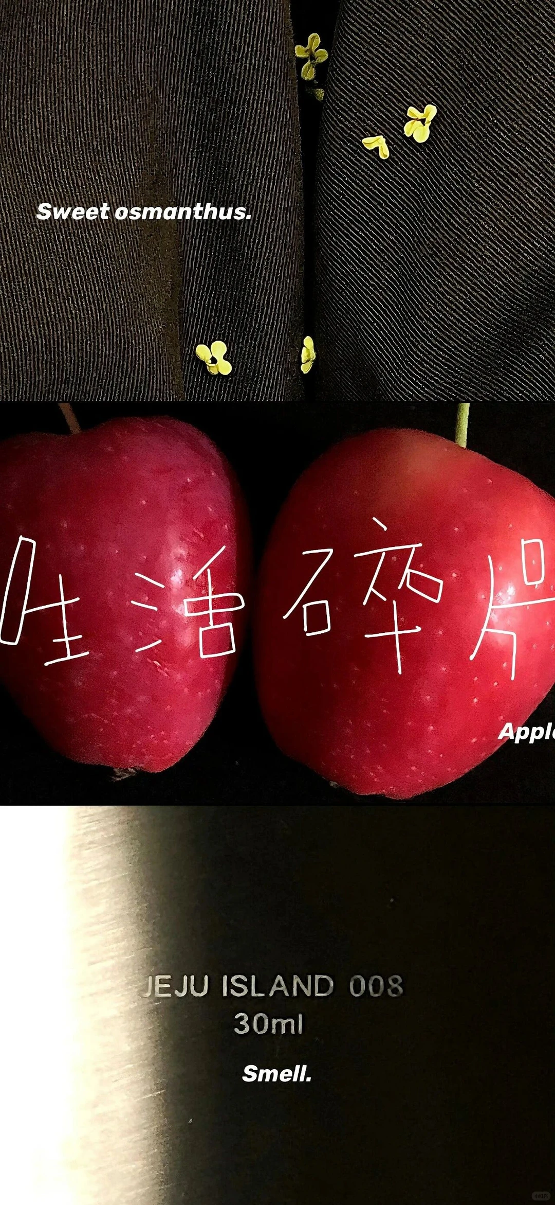 每日壁纸｜🐶🐶🐶