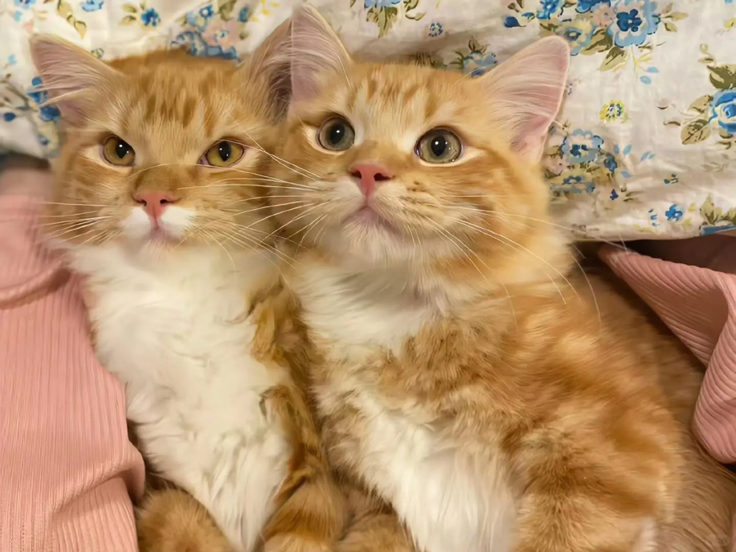 今日份iPad壁纸分享