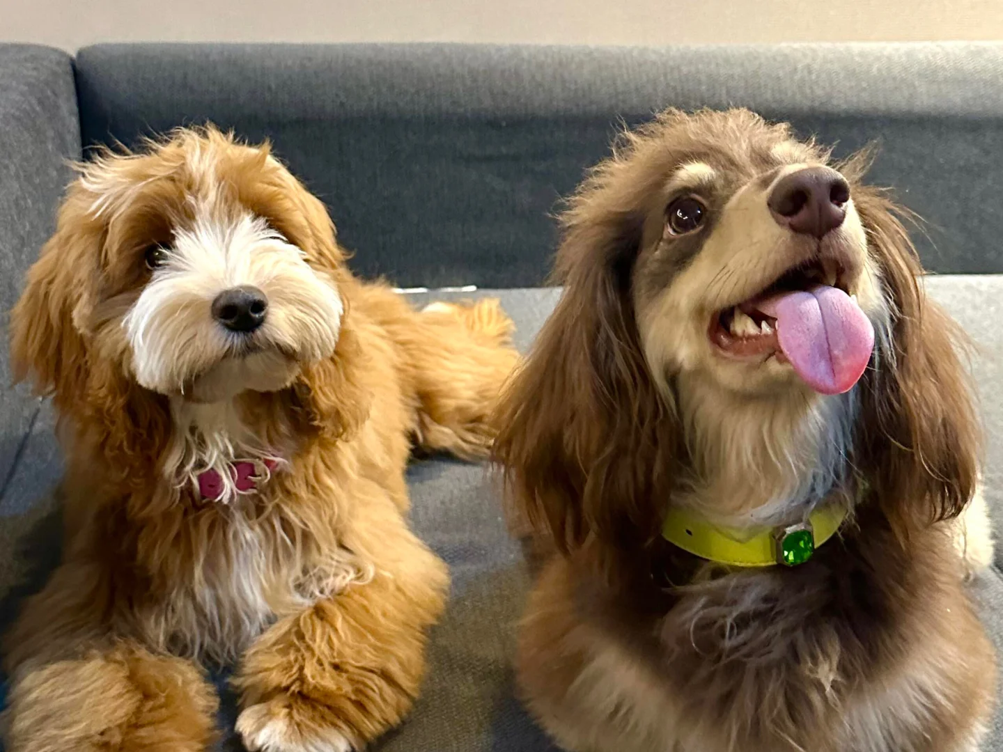 𝐒𝐡𝐚𝐫𝐞｜腊肠狗iPad壁纸