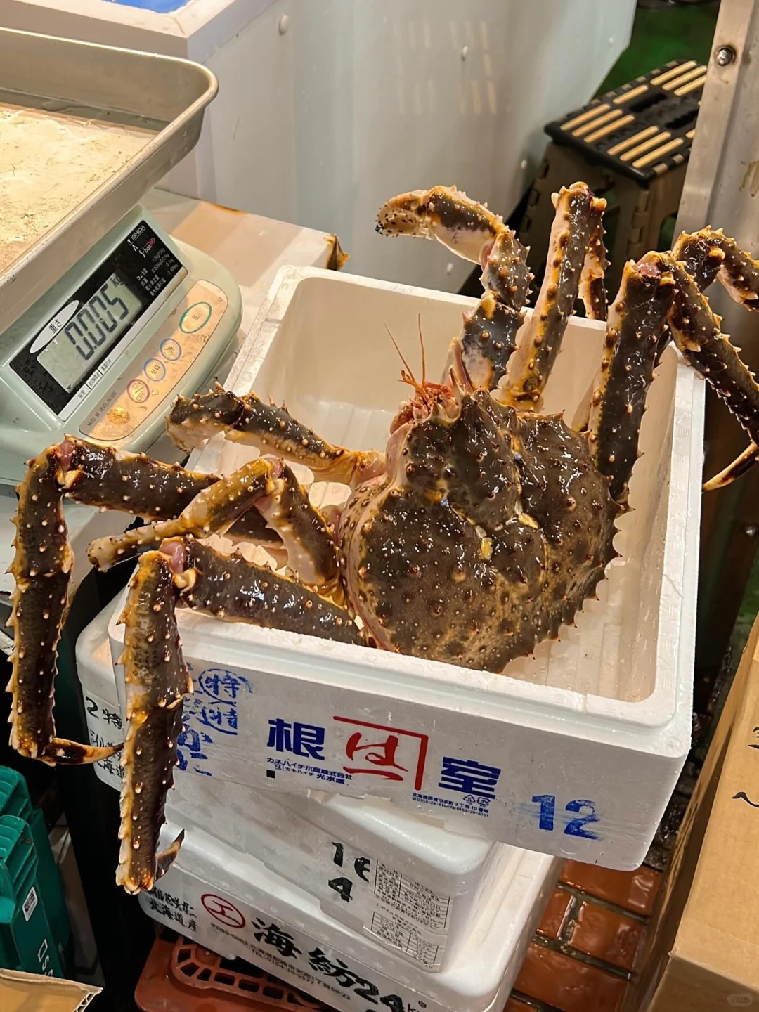 🦀️札幌二条市场海鲜分享避雷‼️