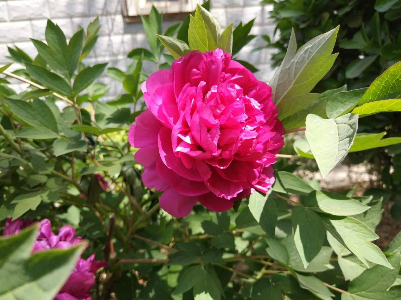 阳光明媚，盛开的牡丹花娇艳欲滴