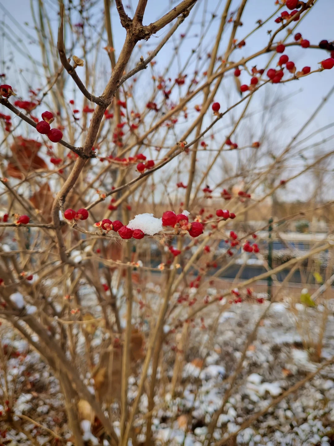 冬日里的小确幸：红雪果的治愈美学