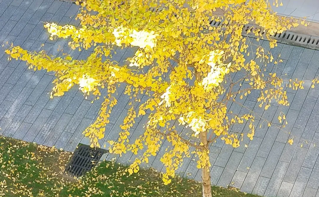 🍂 银杏叶黄时，诗意满人间 🌟