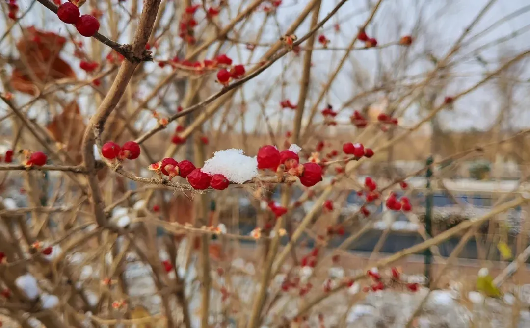 冬日里的小确幸：红雪果的治愈美学