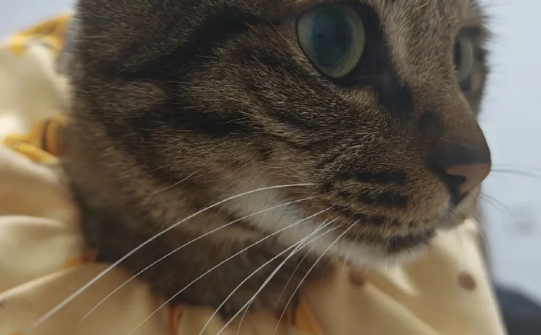 好猫抛媚眼给坏瞎子看