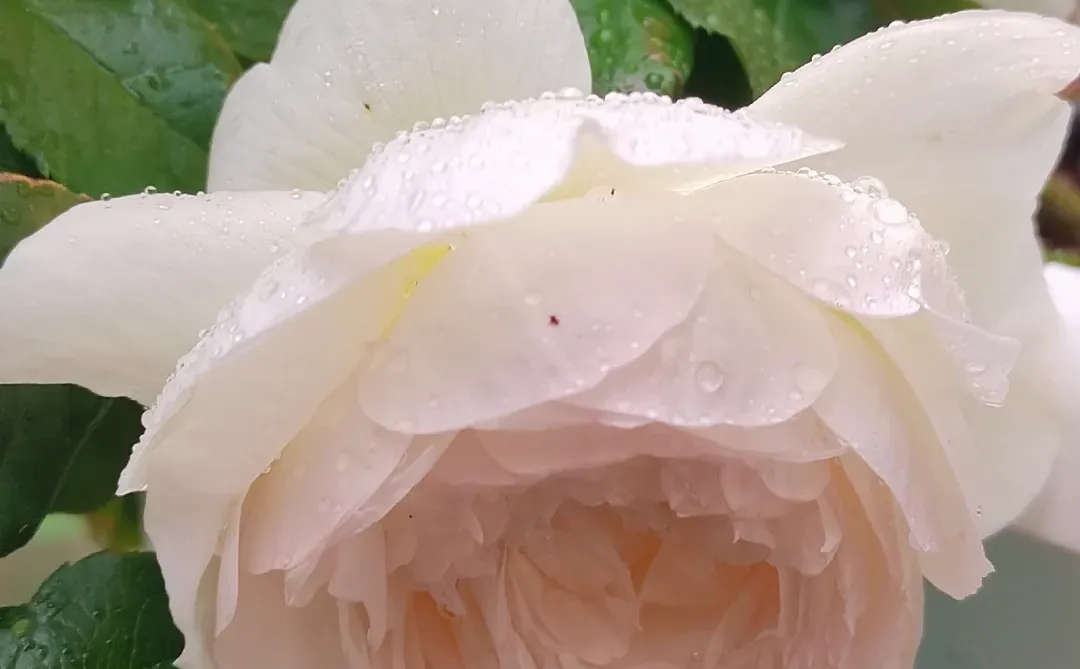 雨中盛开的月季|娇艳欲滴美到失语🌧