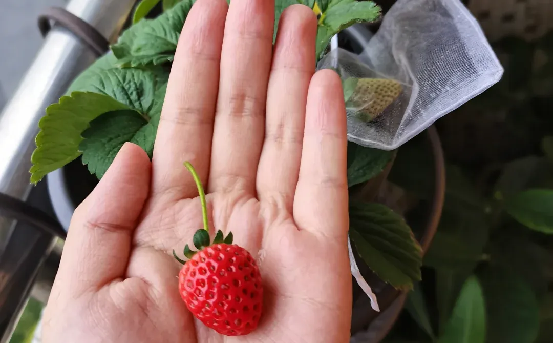 收获自己种的第一颗草莓啦