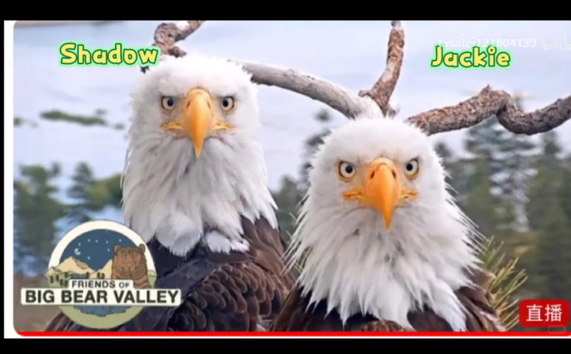 求此类推文好嗑