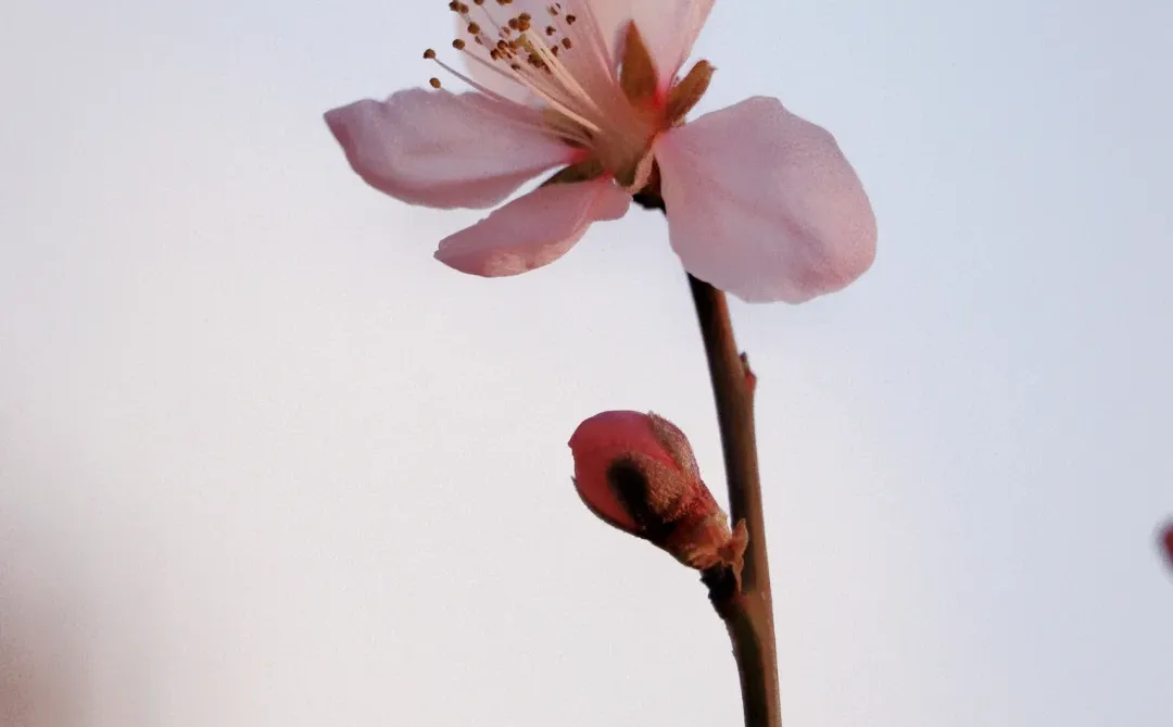 似少女的脸颊，含羞又娇艳