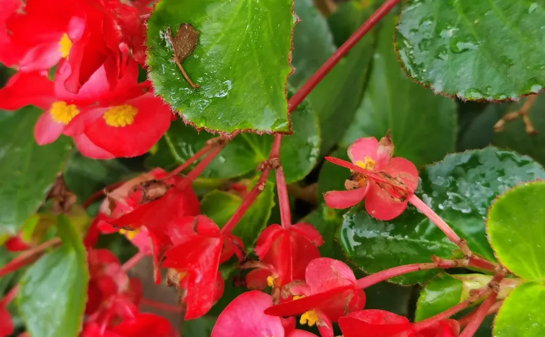 雨珠点缀着娇艳欲滴的红色花朵，清新脱俗