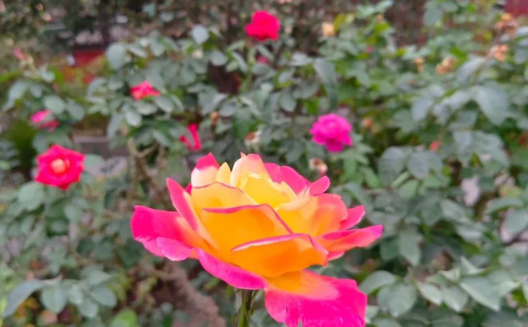 娇艳欲滴的美人！