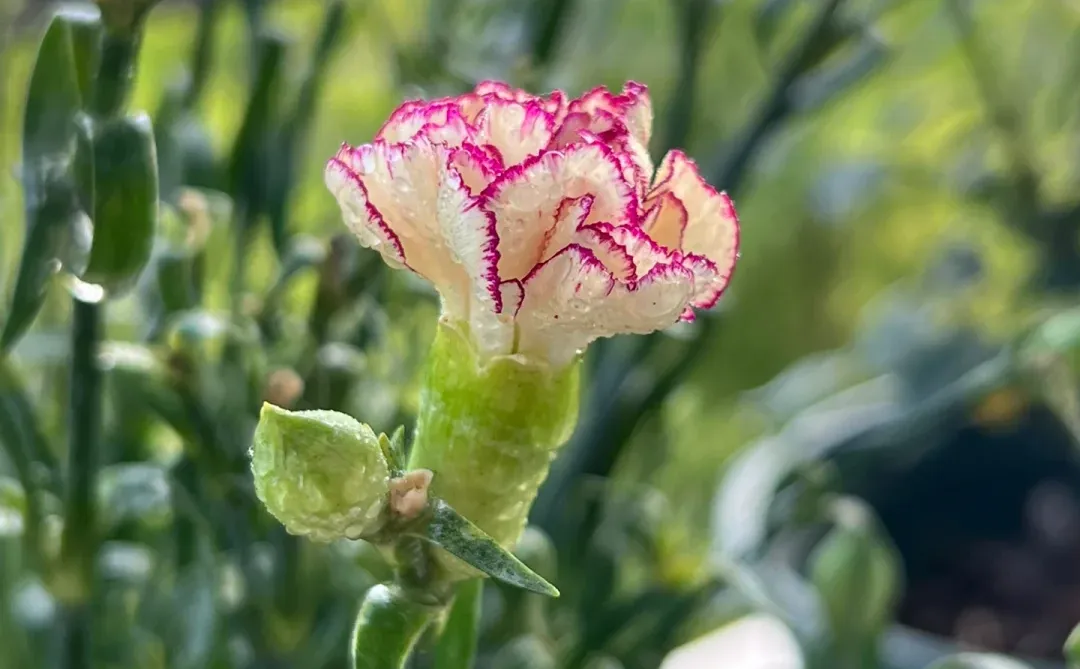 娇艳欲滴的美人