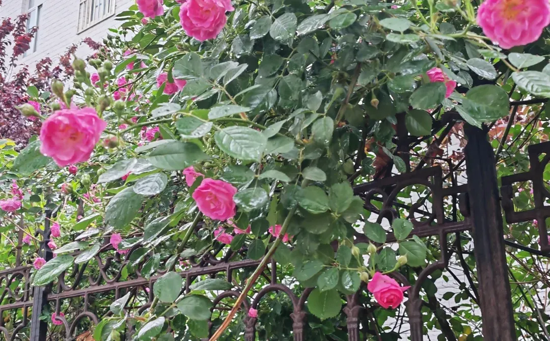 这算是娇艳欲滴不