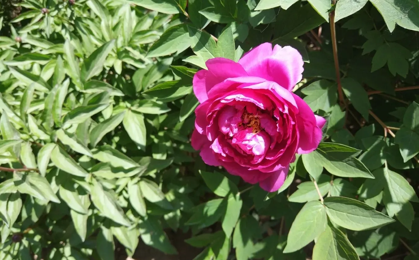 阳光明媚，盛开的牡丹花娇艳欲滴