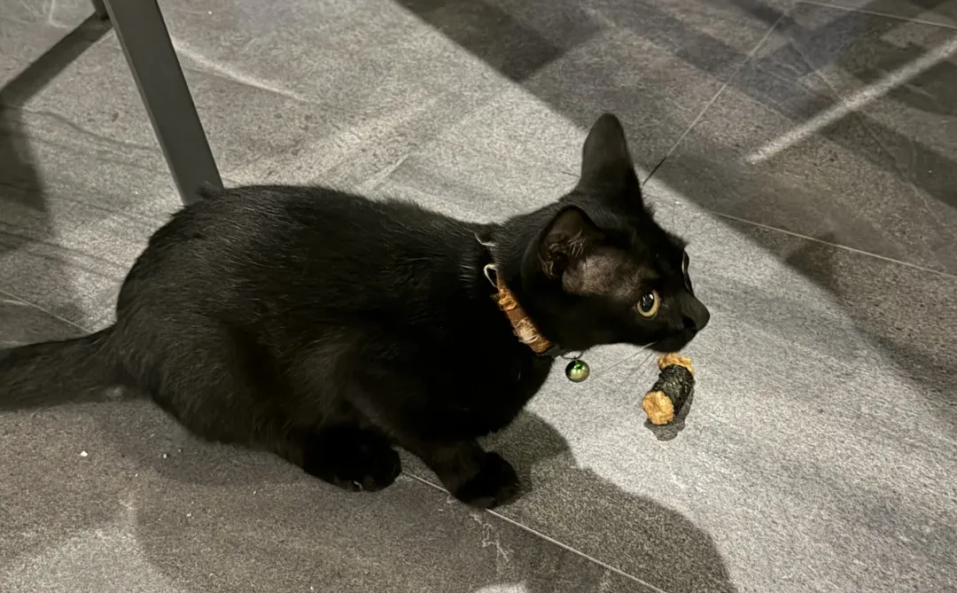 蓝调时刻 (..›ᴗ‹..) ⸝⸝⸝⸝⸝ ♡